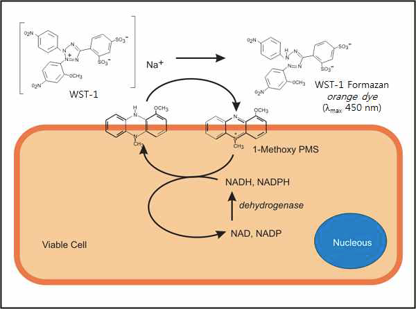 WST-1 assay 개념도