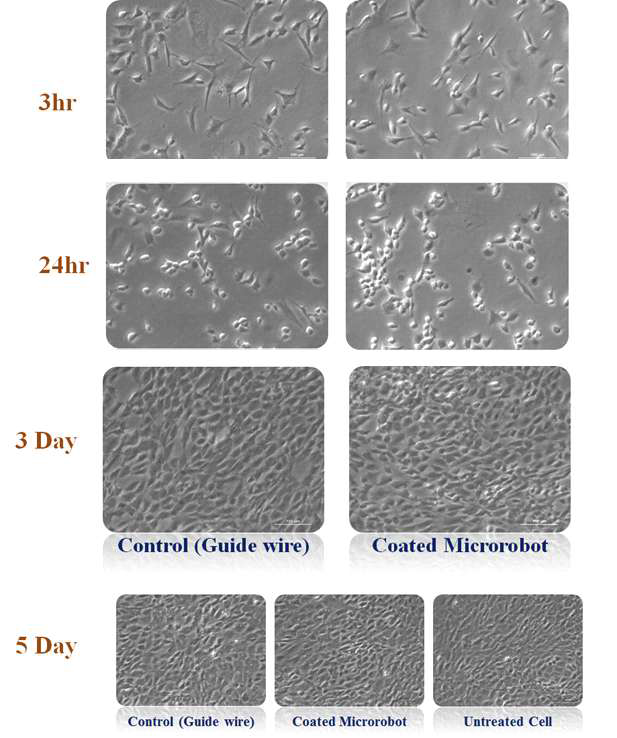 Direct Incubation 방법을 이용한 무선로봇의 세포 독성실험 결과