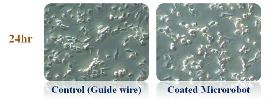 무선로봇의 Indirect released solution을 이용한 세포 독성실험 결과