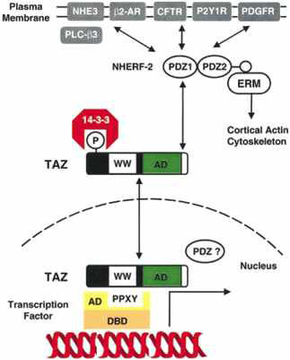 TAZ 중계 전사조절 (transcriptional regulation) 과정 모델