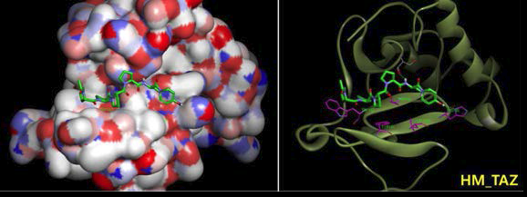 Ac-PPPY-NHMe (PPPY motif)와 TAZ 단백질 모델 구조 사이의 결합방식