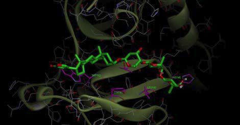 Digitoxin와 TAZ 단백질 모델 구조 사이의 결합방식