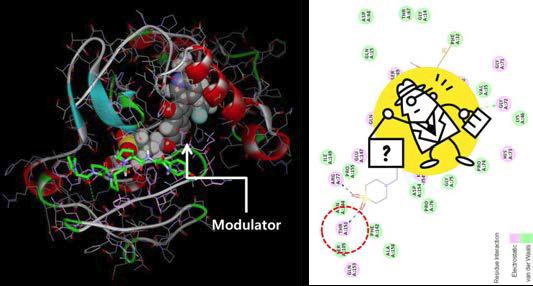 Modulator와 TAZ 단백질 모델 구조 사이의 가능한 결합방식