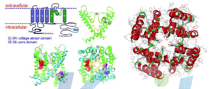 hERG 채널의 모식도 및 homology 모델