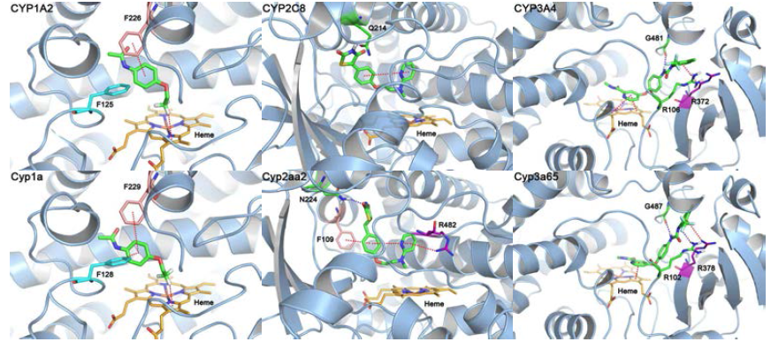 Human과 zebrafish CYP들의 활성 자리들에 phenacetin과 rosiglitazone, sorafenib의 제안된 결합 방식