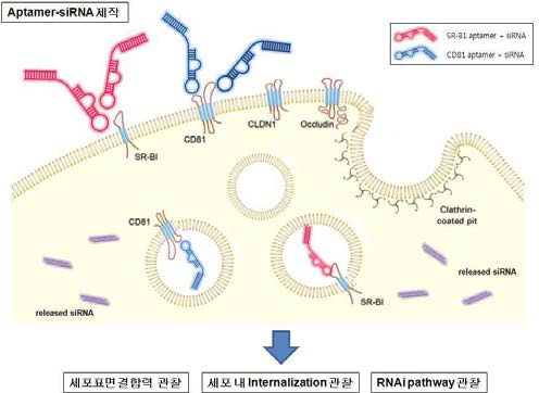 Aptamer-siRNA chimeric RNA 타겟 및 전달단계.