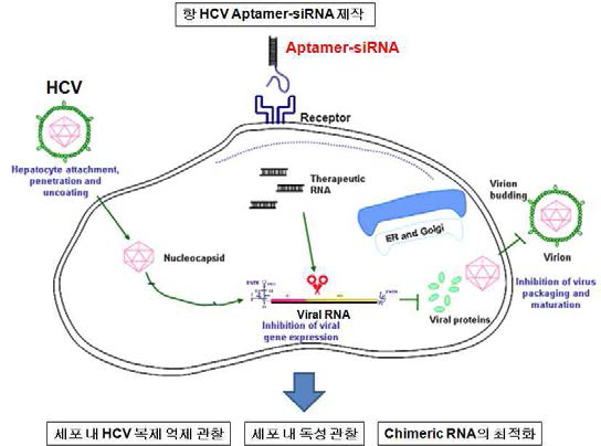 Aptamer-siRNA 복합체의 타겟 및 작용 모식도.