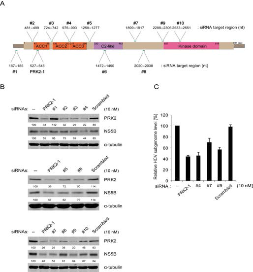(A) PRK2 유전자 개요 및 siRNA 타겟 부위. (B) siRNA를 간암세포주인 Huh7에서 HCV가 복제되고 있는 R-1 세포주(HCV 구조단백질이 결손된 HCV subgenome를 지닌 stable 세포주)에 lipofectamin RNA iMAX를 사용하여 전달한뒤 48시간 뒤 PRK2의 발현정도 (B) 및 HCV 유전자 카피수를 Western blot 및 real-time PCR로 각각 분석 함(C).