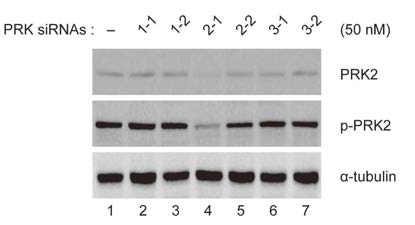 PRK2 siRNA의 특이적 항-HCV 효능.