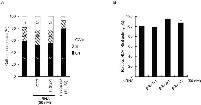 세포주기를 FACS로 분석하고 HCV IRES에 의해 luciferase reporter가 발현되는 assay reporter를 사용하여 각각 분석한 결과 PRK2 특이적 siRNA(PRK2-1)가 세포주기 (A) 및 HCV IRES-의존적 단백질 합성 (B)에 영향을 미치지 않음을 볼 수 있었음
