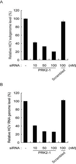 HCV 감염세포주 에서의 PRK2 siRNA의 항바이러스 효능 분석.