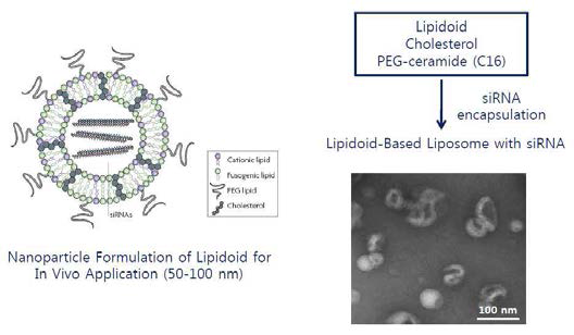 생체 내로의 siRNA 전달을 위한 리피도이드 기반 리포좀 제형.