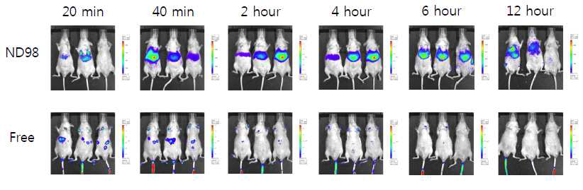 생체 전달용 리피도이드(ND98) 제형을 이용한 리포터(luciferase) 단백질 전달.