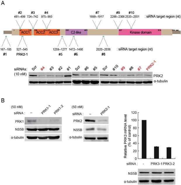 (A) PRK2 유전자 개요 및 siRNA 타겟 부위. (B) siRNA를 간암세포주인 Huh7에서 HCV 가 복제되고 있는 R-1 세포주(HCV 구조단백질이 결손된 HCV subgenome을 지닌 stable 세포주)에 lipofectamin RNA iMAX를 사용하여 PRK2 타겟 siRNA를 각각 10 nM 최종 농도로 전달한 뒤 48 시간 뒤 PRK2의 발현정도 및 HCV NS5B 발현양 을 Western blot으로 분석한 결과임.