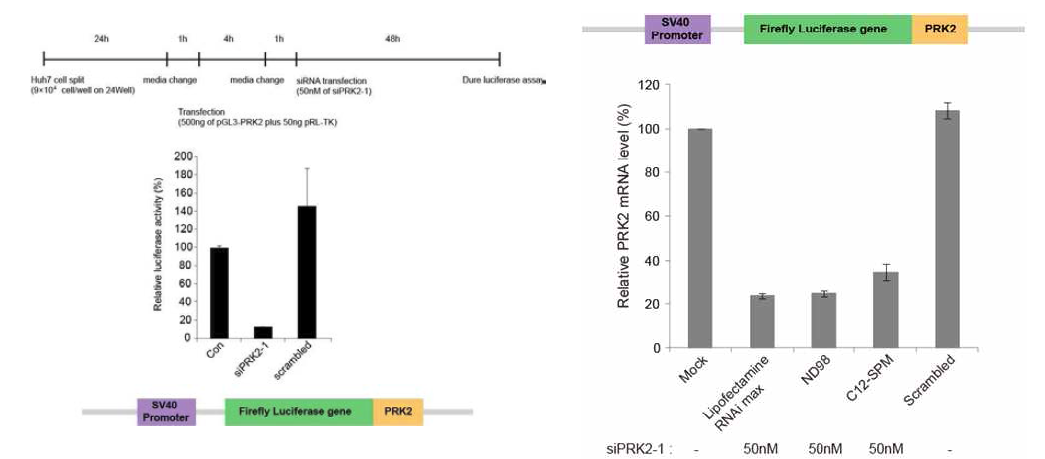 Huh7 간암 세포주에 PRK2-1 siRNA를 lipofectamin RNA iMax(좌측) 혹은 그림에 표시한 1차 선별된 전달능이 우수한 리피도이드(ND98, C12-SPM)를 사용하여 PRK2 siRNA의 리포터 발현 억제효과를 분석함. 비특이적 siRNA인 scrambled siRNA를 전달한 대조군 및 mock 대조군과 비교 시 리포터 발현을 50-80% 억제함을 볼 수 있었음(우측).