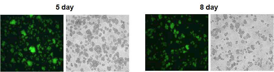 분리된 쥐 간세포에 electroporation으로 GFP 발현벡터를 도입하고 collagen coating된 plate에서 배양 후 형광현미경으로 이미지를 분석한 결과.