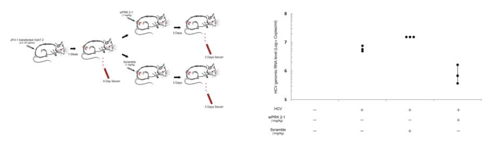 마우스 xenograft 모델에서 siPRK2-1의 항-HCV효능 분석