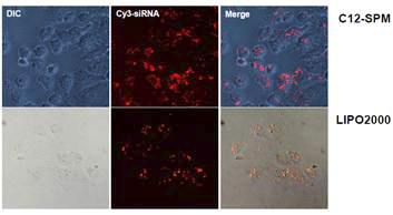 C12-SPM 유도체를 이용한 형광물질 (Cy3)로 표지된 siRNA 전달 이미징 분석.
