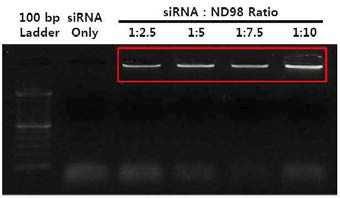 리피도이드 유도체(ND98)와 siRNA의 복합체 형성 확인(전기영동분석).