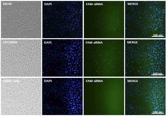 ND98 유도체를 이용한 형광물질(FAM)로 표지된 siRNA 전달 이미징 분석.