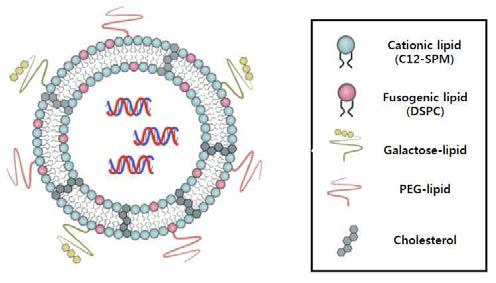 간세포로의 특이적, 효율적 siRNA 전달을 위한 C12-SPM 유도체 개량