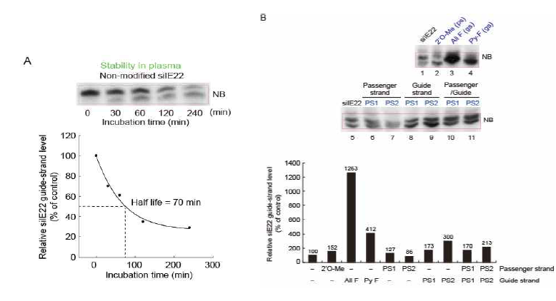 (A) 50% 혈청에서 siIE22의 안정성 분석. (B) 수식화 된 siRNA선별을 위한 50% 혈청에서의 안정성 분석.