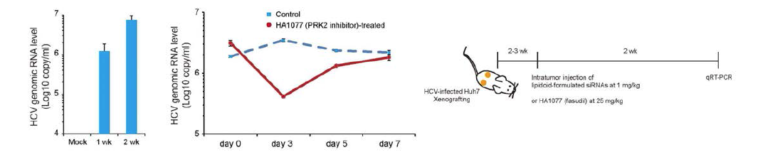 Xenograft model에서 바이러스가 안정적으로 혈청 내에 유지됨을 확인 함(그림 D 좌측), PRK2 활성억제제인 HA1077(fasudil)을 투여하여 항바이러스 효능을 분석(그림 D 우측)