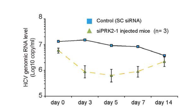 Xenograft model에서의 siPRK2-1의 항바이러스 효능을 분석