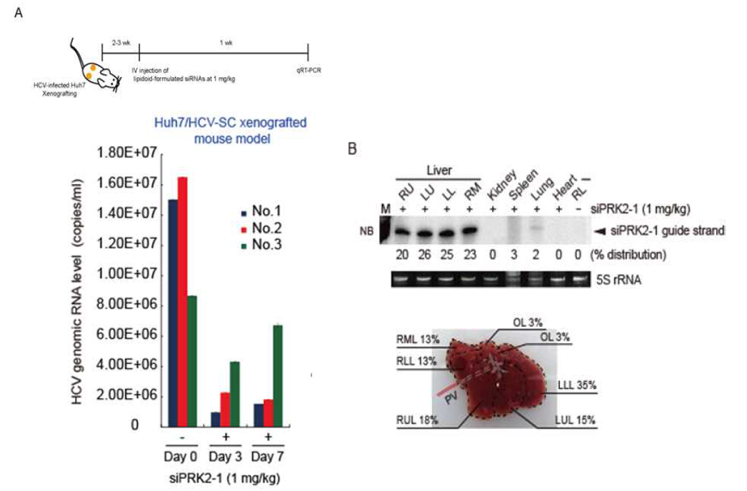 (A) Xenograft model에서 수식화된 siPRK2-1의 항바이러스 효능 평가. (B) Xenograft model에서 ND98/liposome으로 싸여진 siRNA가 대부분 간에 가있음을 확인.