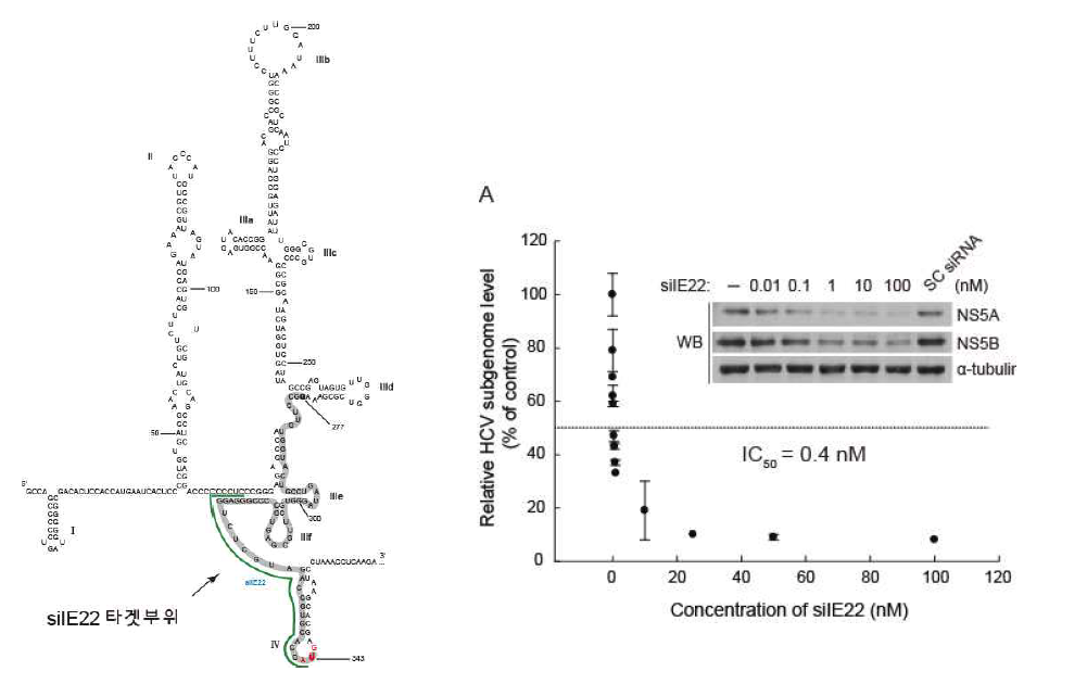 (좌측) HCV IRES 구조 및 염기서열. 표시된 부분은 siIE22의 타게팅 부분.(우측) HCV IRES 타겟팅 siRNA siIE22의 IC50 결정