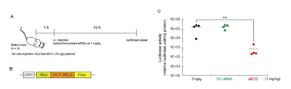 (A 와 B) 마우스 in vivo 모델에서 HCV IRES 타겟팅 siRNA의 항바이러스 효과를 보기위한 타임 테이블과 HCV IRES 타겟팅 siRNA의 항바이러스 효과를 마우스 in vivo 모델에서 분석하기 위한 dual luciferase reporter 구조. (C) 마우스 간에 전달된 siIE22에 의한 리포터 유전자 발현 억제 효과 분석 결과.