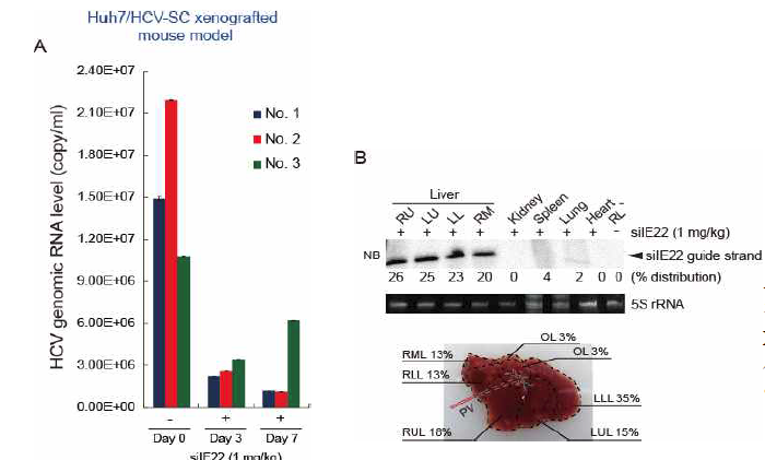 (A) Xenograft model에서 수식화된 siIE22의 항바이러스 효능 평가. (B) Xenograft model에서 ND98/liposome으로 싸여진 siRNA가 대부분 간에 가있음을 확인.