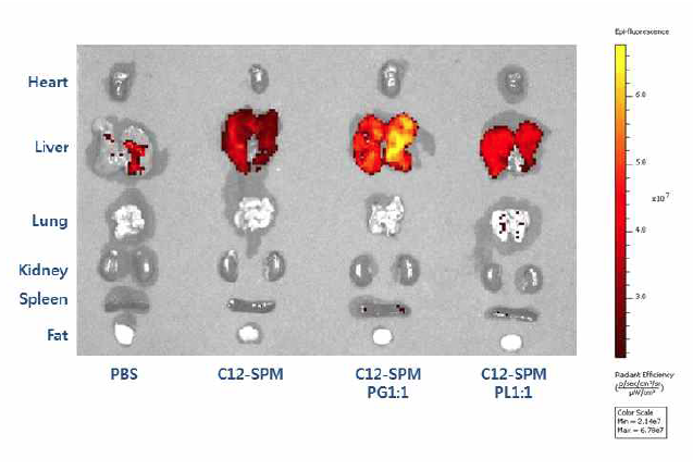형광물질로 표지된 siRNA를 포함한 리피도이드(C12-SPM) 제형의 정맥 투여 후 조직별 형광 분포 LIVE 이미징 분석(투여 후 2시간에 측정).