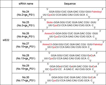 합성한 siRNA 목록