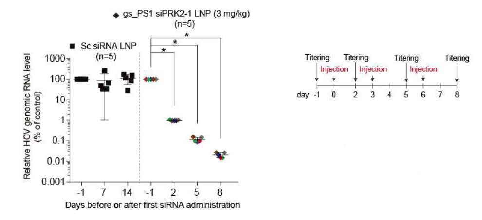 PS 수식된 siPRK2를 ND98/liposome으로 제형한 후 HCV 복제 마우스모델(xenograft모델)에 꼬리 정맥을 통해 3일 간격으로 3 mg/kg 농도로 주입.