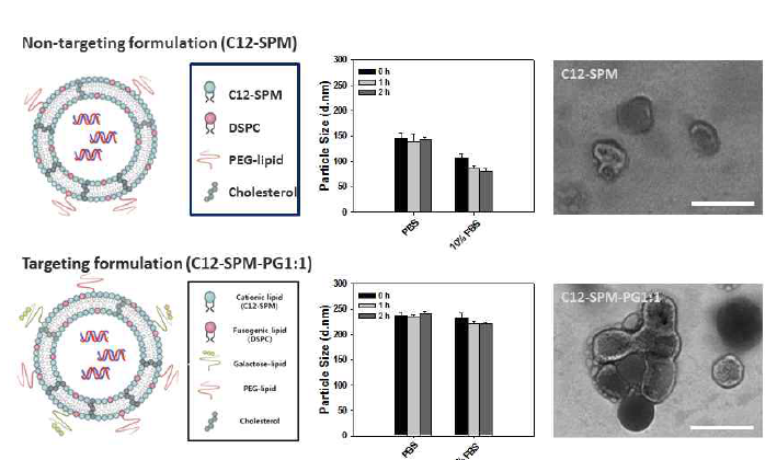 간세포 표면 수용체에 결합할 수 있는 당쇄 리간드로 수식된 리 피도이드(C12-SPM) 제형의 모식도 및 크기/형태를 분석하기 위한 DLS, TEM 분석.