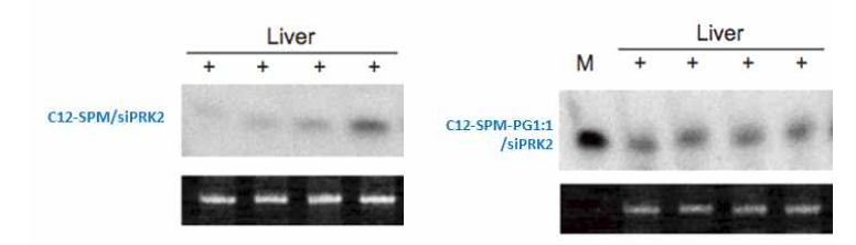 Galactose 당쇄로 수식된 리피도이드(C12-SPM-PG) 제형을 이용한 PRK2 siRNA 전달 후 간 조직 내 siRNA의 존재를 검증하기 위한 northern blot 분석(당쇄로 수식되지 않은 C12-SPM 제형과 비교).