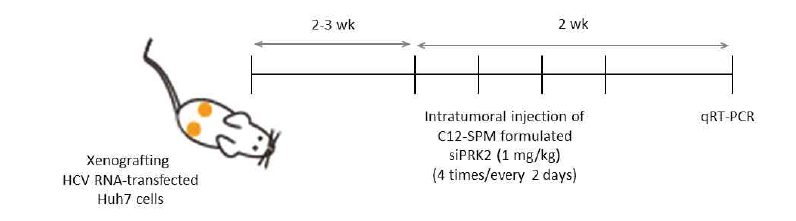 HCV xenograft 마우스 모델에 C12-SPM 기반 리피도이드-PRK2 siRNA 제형을 주입하는 프로토콜.