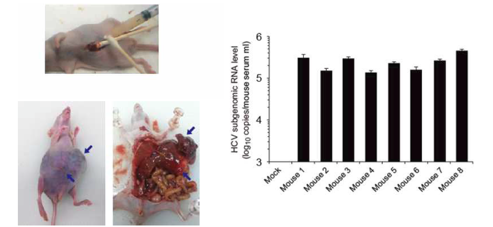 간조직에 직접 이식된 인간간세포를 지닌 마우스 모델에서 HCV의 복제정도를 분석한 결과 10^5 - 10^6copies/ml 의 HCV 게놈이 혈청에서 검출됨을 확인 할 수 있었음.