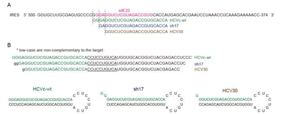 C형 간염바이러스 IRES 타겟팅하는 siIE22와 이전에 보고되어진 서열들.