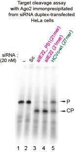 면역 침강법으로 얻어진 Ago2 복합체를 이용하여 Somagenics사의 HCVc-wt siRNA와 PS 수식화 된 siIE22와 수식화 되지 않은 siIE22의 타겟 RNA의 절단능력을 비교 평가하였음.