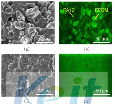 FE-SEM and LSCFM images