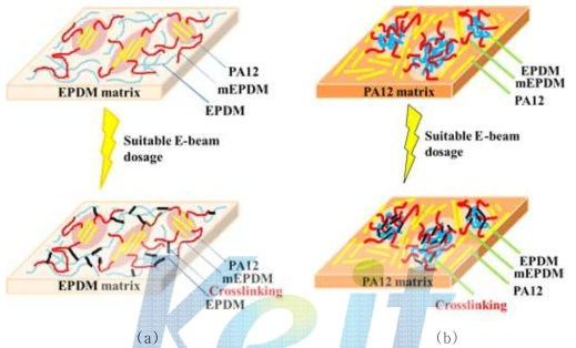 Schematic illustration of EPDM/PA12/mEPDM TPEs irradiated with electron beam: EPDM matrix (a) and PA12 matrix (b).