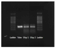 3채널 나노센서 시료주입용 유체제어 칩의 PCR 40 cycle 수행 후 전기영동 결과