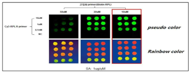 고정화 프라이머 농도별 결과 (10, 30, 50uM)