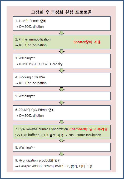 고정화 후, 혼성화 실험 방법