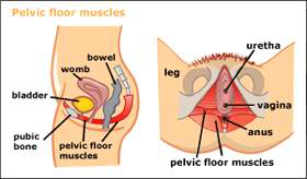골반저근(Pelvic Floor Muscles)의 위치