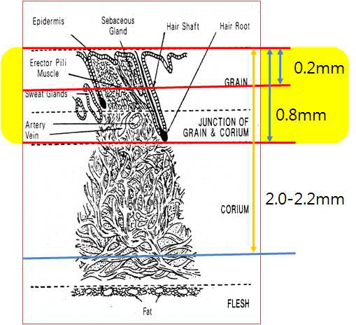 가죽 조직에 따른 두께