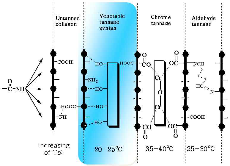 가죽 탄닝제에 따른 메커니즘