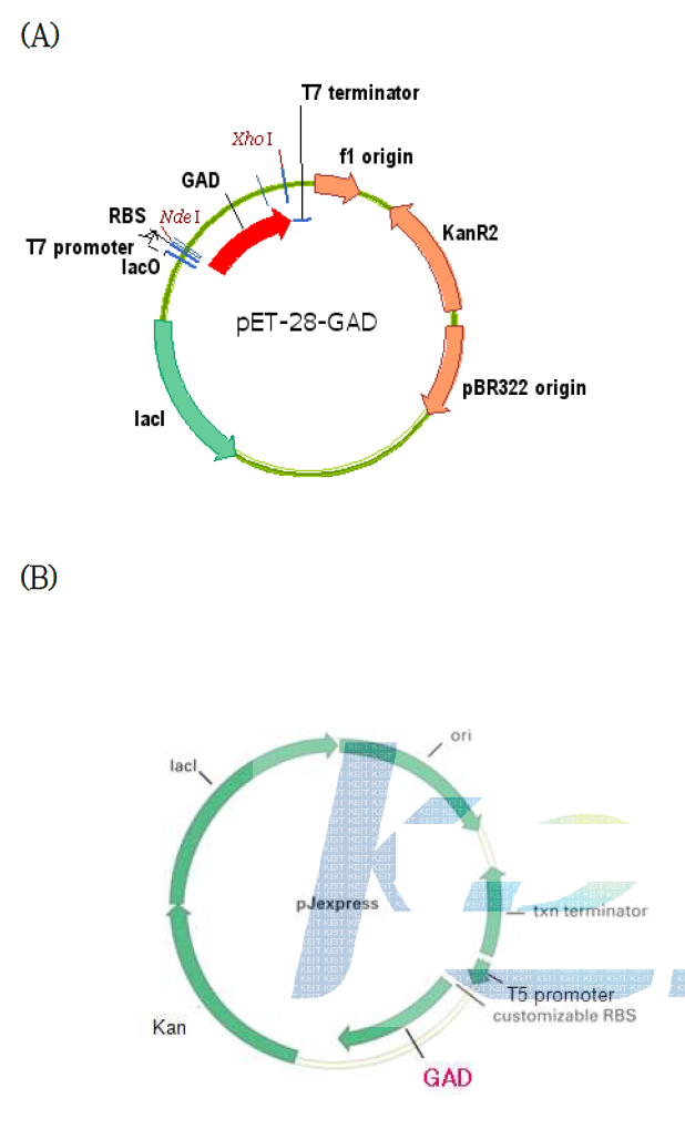 대장균에서의 GAD 발현벡터